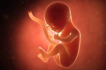 illustration d'un foetus